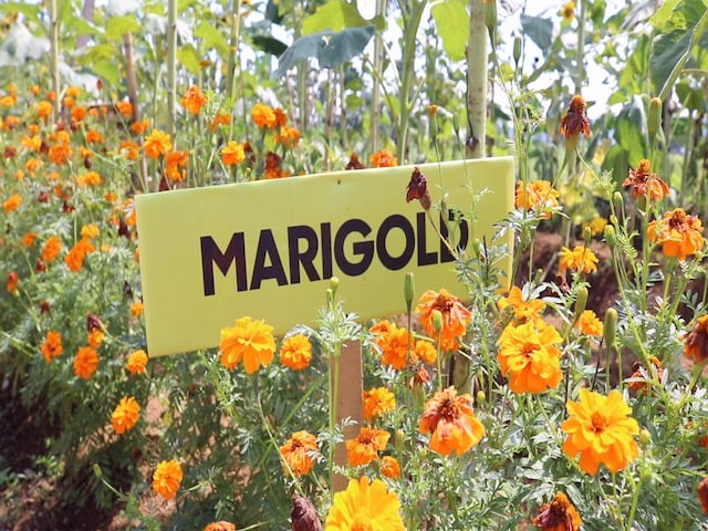 Bunga Marigold